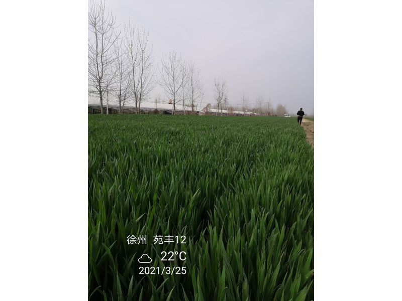 苑豐12，徐州試驗大田