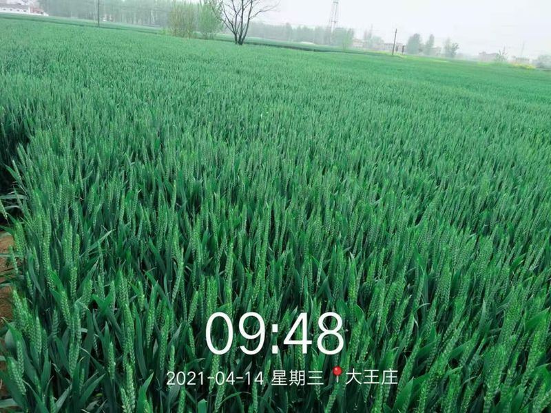 安徽臨泉，苑豐12，大田表現(xiàn)