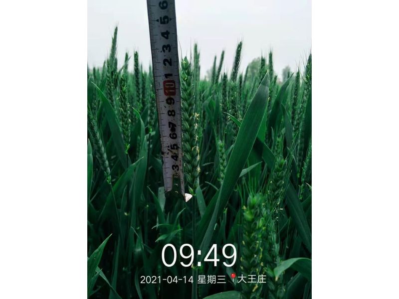 安徽臨泉，苑豐12，大田表現(xiàn)